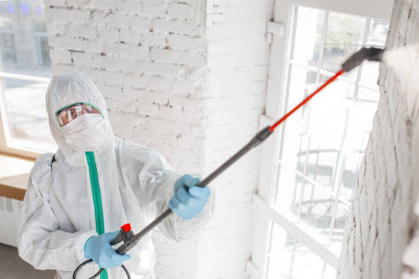 Alamo, NV Mold Removal Company