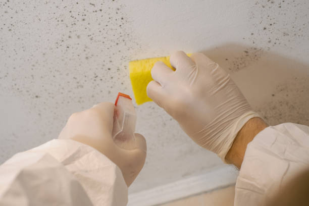 Best Mold Documentation for Insurance Claims  in Alamo, NV